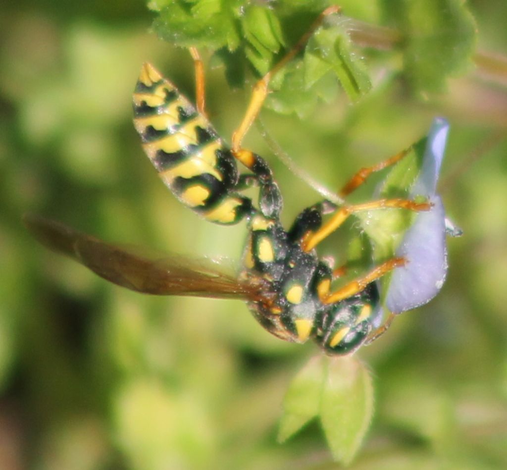 Polistes: creatrice di una nuova colonia? S, Polistes cfr. dominula, fondatrice